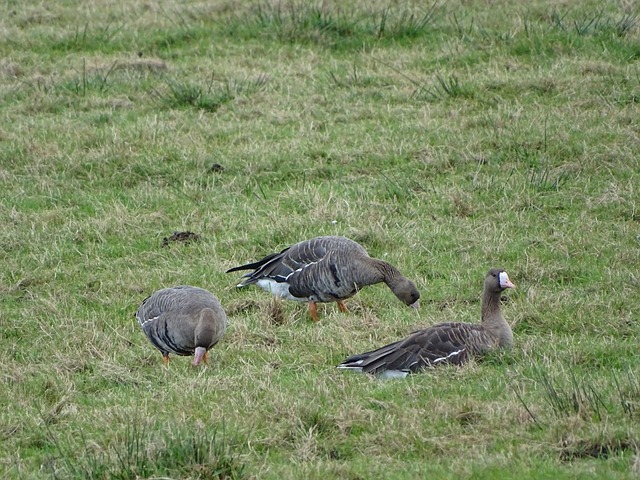 与范弗利特 与范弗利特